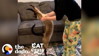 Siamese Cat Has His Own Special Way Of Doing Yoga  | The Dodo Cat Crazy