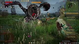 Black Desert Грифон Ахибов фарм разломов