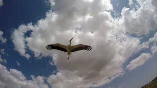 Flying FPV with white stork