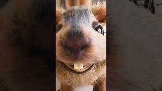 Licking Squirrel  #squirrel #petz #egofilm