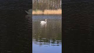 Beautiful swan  #2024 #spring #swan #animals #animal