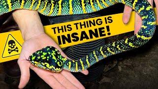 The BIGGEST TEMPLE VIPER I've ever seen!!!