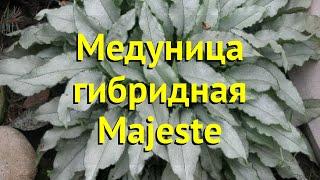 Медуница гибридная маджести. Краткий обзор, описание характеристик pulmonaria hybridum Majeste