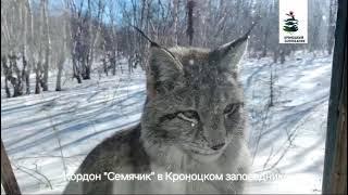 Lynx Visits a Ranger in Kamchatka of Russia