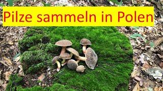 Polen - Pilze sammeln in Wald | Steinpilz | Röhrlinge | Fliegenpilz | Riesenschirmling #pilzesammeln