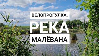 Река Малёвана. Молодые лебеди