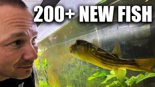 200+ new fish, how my aquarium rack works and what happened to my stingrays? the king of DIY