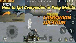 HOW TO GET COMPANION IN PUBG MOBILE | COMPANION EAGLE IN PUBG MOBILE | SECRET LOCATION OF EAGLE |