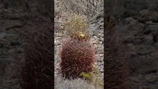1.13 Acre Lot for Sale in Yucca about an hour NE of Lake Havasu City, AZ #arizona #yucca