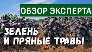 Зелень и пряные травы. Выращивание зеленных культур. Укроп, петрушка, базилик.