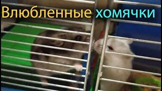 Как понять что хомячки готовы к спариванию