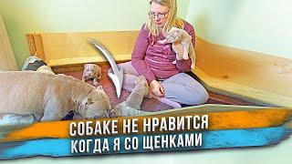 Собаке не нравится, что я трогаю её щенков!  Щенкам Американского Булли 1 месяц.