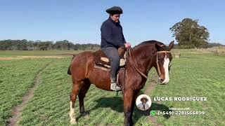 Caballo colorado entrepesado de trabajo $650.000 LOSEQUINOS.COM