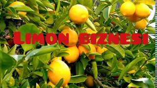 Limon issiqxona biznesi va ekish,parvarish berish