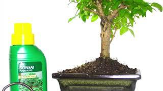 ligustrum indoor bonsai selection