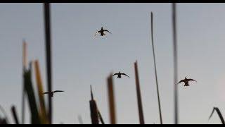 North Country Mallards