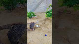 kabootar #new #trending#viral#foryou#kabootar#birds#shorts_#newvideo#status #shorts #short#bird