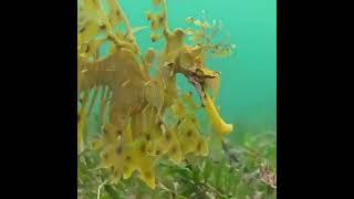 wow#leafy#sea#dragon#ammazing#creation#