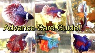 Betta Fish - Advance Care Guide!!! #AquaMalik Fancy Bettas #BettaFish #HM #HMPK #Betta