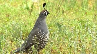 The California Quail