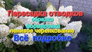 Всё о пересадке отводков гортензии. Обрезка, формировка, подкормка.