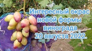 Интересный окрас новой формы винограда 20 августа 2022. Виноградник Щереденкова В. А