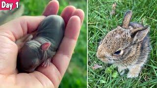 Rabbit growth day by day