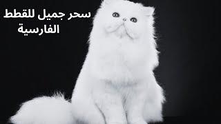 سحر جميل للقطط الفارسية