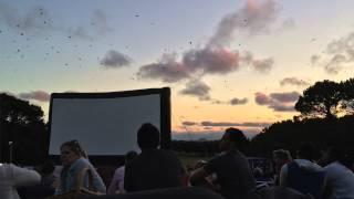 Sydney, Moonlight Cinema at Centennial Park