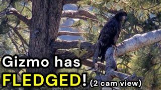 Gizmo has FLEDGED! (2 cam view) 6/7/25 - Jackie & Shadow of Big Bear, CA