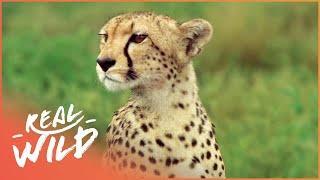 Cheetah: The Fastest Apex Predator | Cheetah: Price Of Speed | Real Wild