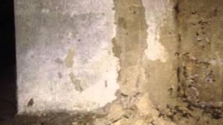 Do termite baiting systems work?