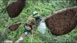 Full Video: The Dangerous Journey of Harvesting Wild Honey