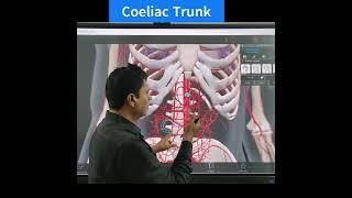 Coeliac Trunk | Abdomen Anatomy | Blood vessel of Foregut