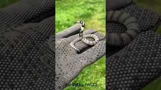 Amazing Animal Growth Journeys transformation!