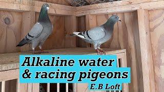 Giving my pigeons alkaline water here’s what happened!