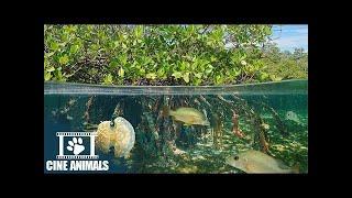 MANGROVES - The Beautiful Habitats on Earth  | Wildlife & Nature Documentary 2022