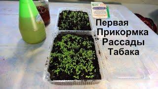 Подкормка для рассады табака.