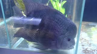 Big ugly fish farts on video!