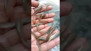 #fish #aquaculture #gharo