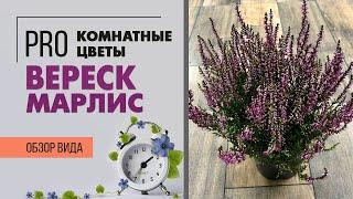 Вереск Марлис - растение и для дома и для сада | Как правильно ухаживать за вереском