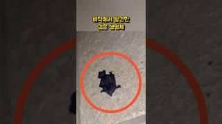 A black creature found on the ground