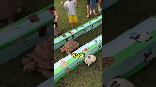 This Guy Set Up a Rabbit-Turtle Race, and the Ending Is Priceless!