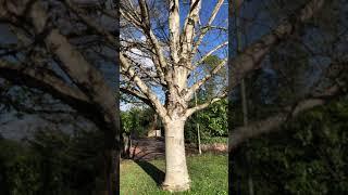 Himalayan birch - trunk & lower canopy - February 2021