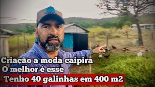 CRIAÇÃO DE GALINHAS A MODA CAIPIRA EM 400 m2 | QUANDO ELES COMEÇAM A BOTAR ?