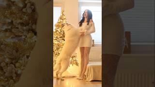 When you’re trying to do cute video with little dog  Watch till the end #whiteshepherd