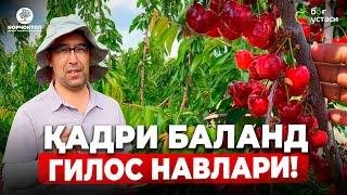 ҲАЙРАТГА СОЛУВЧИ ГИЛОС НАВЛАРИ! | ШУҲРАТ АБРОРОВ #shuhratabrorov #gilos #гилос #rainer #giantred