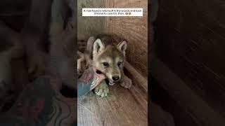 A man found a wild wolf in the woods and took it home to care for, then.