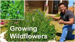 Texas Wildflower Garden Tour - The Complete 6 Month Process of Growing Wildflowers in Texas