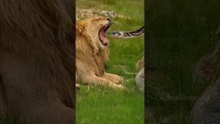7 Animal Facts You’ll Refuse to Believe — But They’re True #shorts #facts #animals
